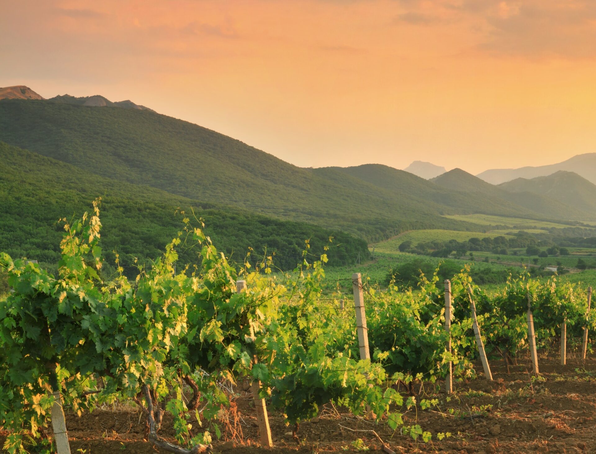 Beautiful vineyard at sunset. Travel around France, Bordeaux