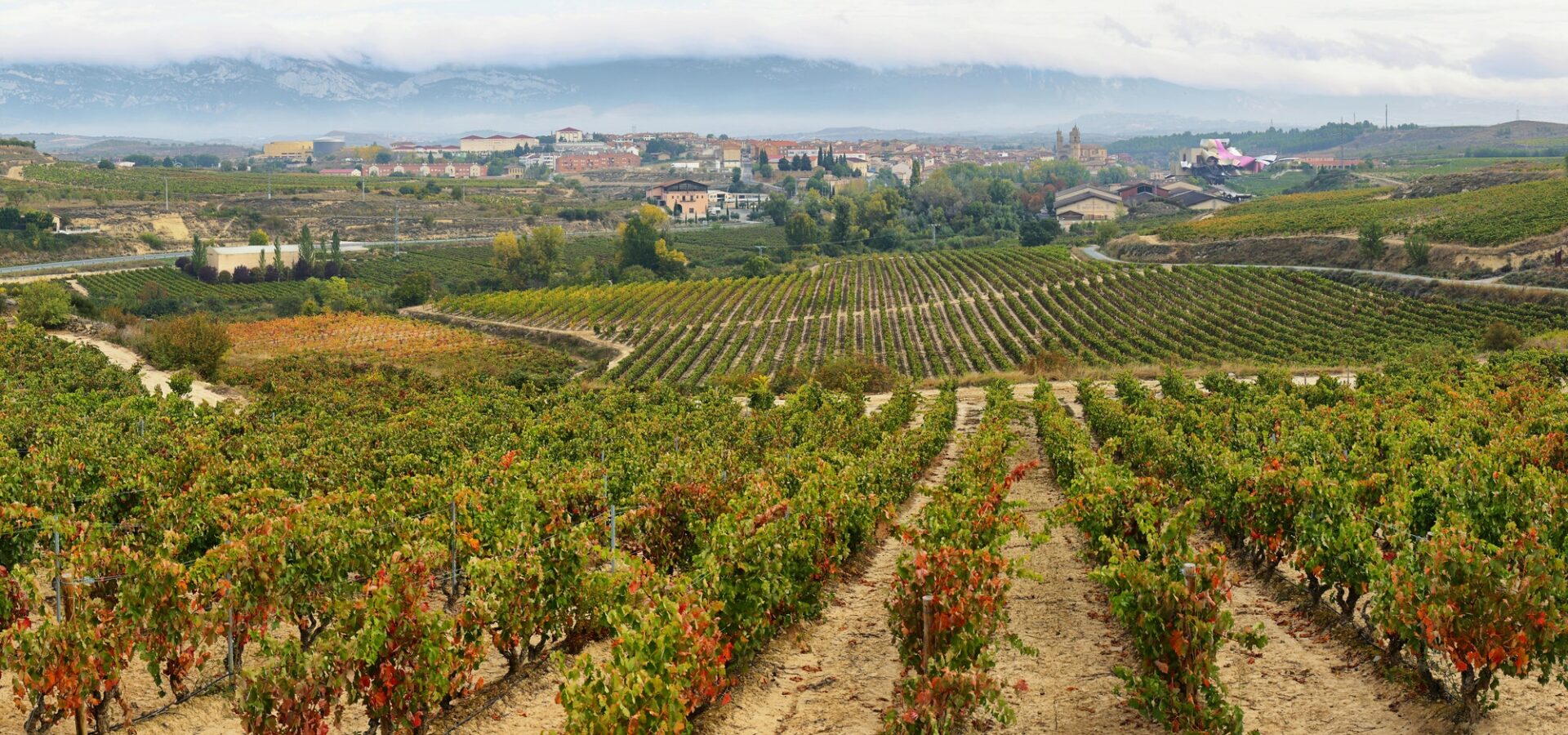 ountryside town of elciego and autumn vineyards in la rioja, Spain