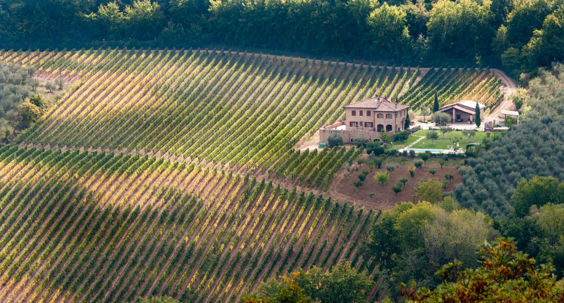 Rows of pruned bare grape vines in early autumn with cottage house. Tuscany Italy